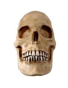 Media calavera resina 2