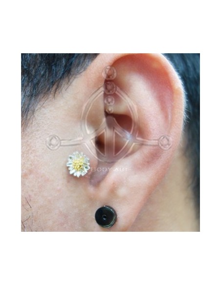 Tragus Margarita Oro 42
