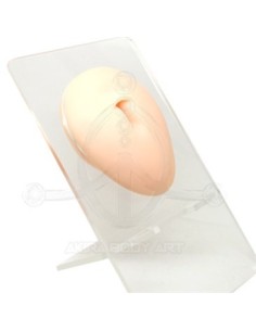 Expositor OMBLIGO Silicona 2
